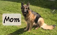 Bo, a male German Shepherd Dog for sale in Columbus Grove, OH – Photo 3 of 4