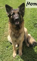Rubble, a male German Shepherd Dog for sale in Columbus Grove, OH – Photo 6 of 6