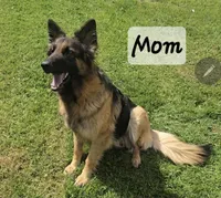 Rubble, a male German Shepherd Dog for sale in Columbus Grove, OH – Photo 3 of 6