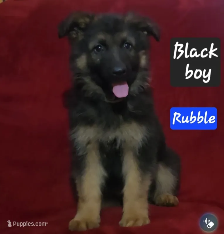 Rubble – German Shepherd Dog puppy for sale in Columbus Grove, OH