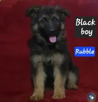 Rubble, a male German Shepherd Dog for sale in Columbus Grove, OH – Photo 1 of 6
