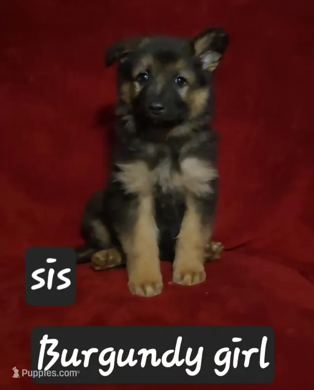 Sis – German Shepherd Dog puppy for sale in Columbus Grove, OH
