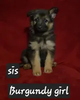 Sis, a female German Shepherd Dog for sale in Columbus Grove, OH – Photo 1 of 5