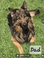 Sis, a female German Shepherd Dog for sale in Columbus Grove, OH – Photo 2 of 5