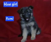 Rumi, a female German Shepherd Dog for sale in Columbus Grove, OH – Photo 1 of 5