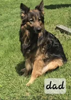 Quinn, a female German Shepherd Dog for sale in Columbus Grove, OH – Photo 2 of 4