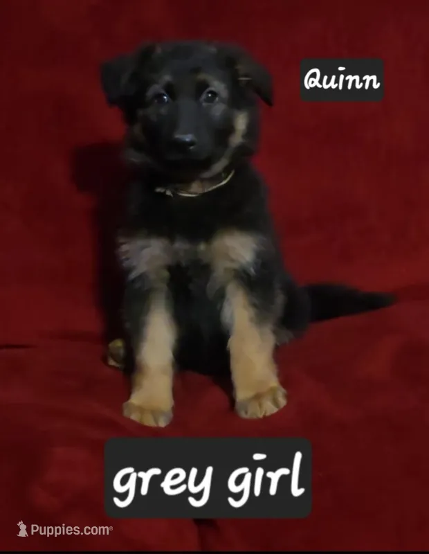 Quinn – German Shepherd Dog puppy for sale in Columbus Grove, OH