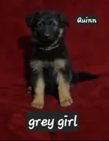 Quinn, a female German Shepherd Dog for sale in Columbus Grove, OH – Photo 1 of 4