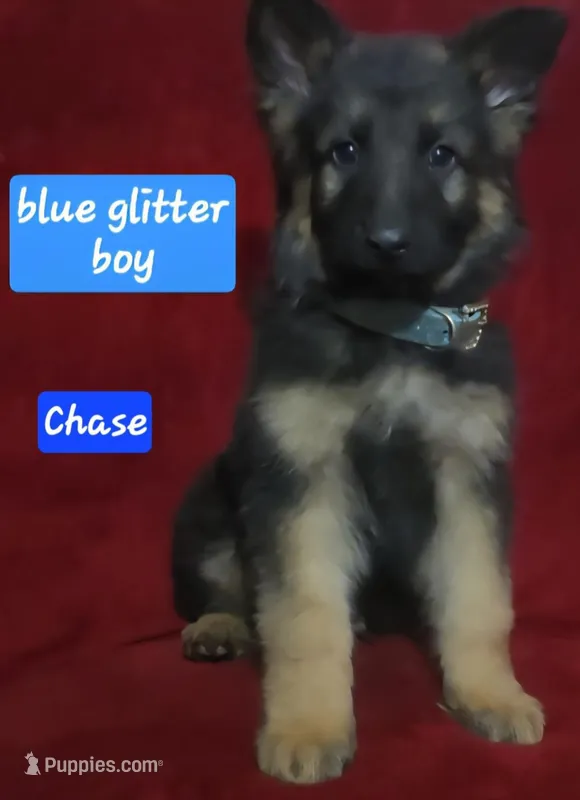 Chase  – German Shepherd Dog puppy for sale in Columbus Grove, OH