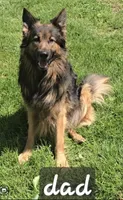 Chase , a male German Shepherd Dog for sale in Columbus Grove, OH – Photo 4 of 4