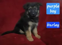 Harley , a male German Shepherd Dog for sale in Columbus Grove, OH – Photo 1 of 5