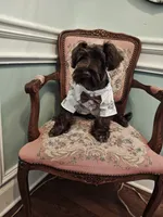 ELVIS AKC, a male Miniature Schnauzer for sale in Marietta, GA – 7 of 7
