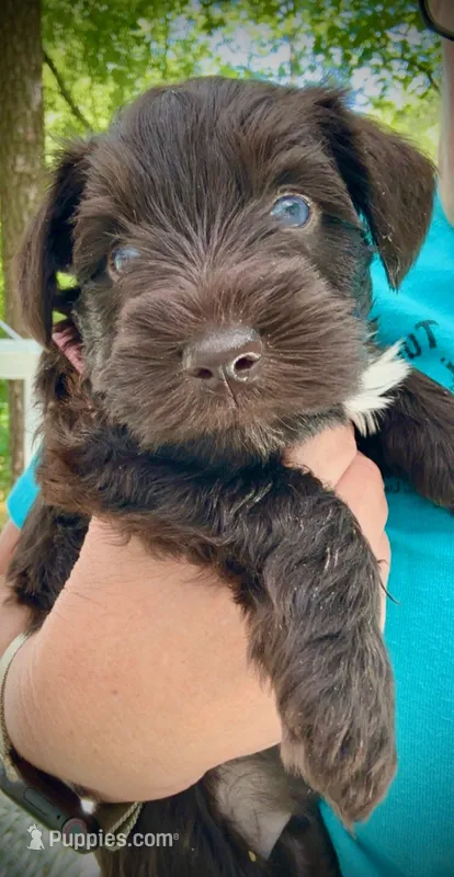 MILO – Miniature Schnauzer puppy for sale in Marietta, GA