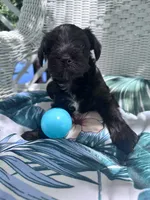 SAMSON , a male Miniature Schnauzer for sale in Marietta, GA – 3 of 3