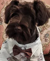 ELVIS AKC, a male Miniature Schnauzer for sale in Marietta, GA – 1 of 8