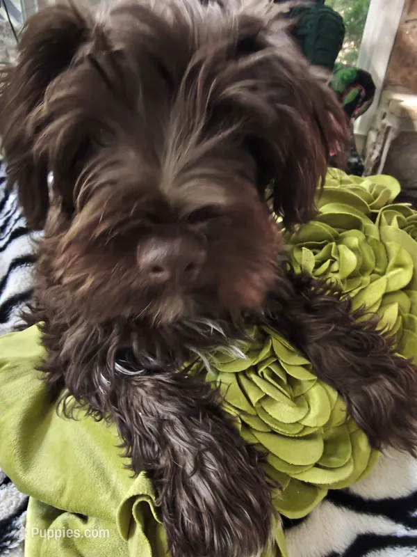 ELVIS AKC – Miniature Schnauzer puppy for sale in Marietta, GA