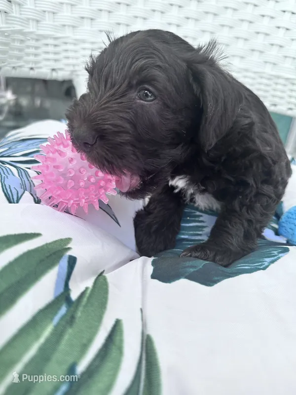 RUDY – Miniature Schnauzer puppy for sale in Marietta, GA