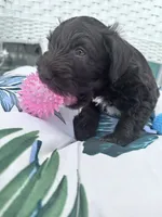 RUDY, a male Miniature Schnauzer for sale in Marietta, GA – 1 of 3