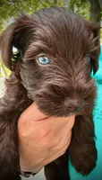 MILO, a male Miniature Schnauzer for sale in Marietta, GA – 3 of 3