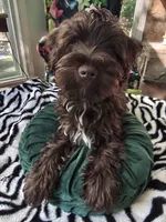 MILO AKC, a male Miniature Schnauzer for sale in Marietta, GA – 6 of 6