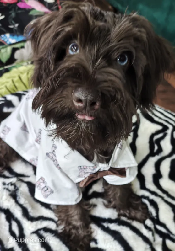 MILO AKC – Miniature Schnauzer puppy for sale in Marietta, GA