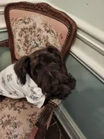 ELVIS AKC, a male Miniature Schnauzer for sale in Marietta, GA – 2 of 7