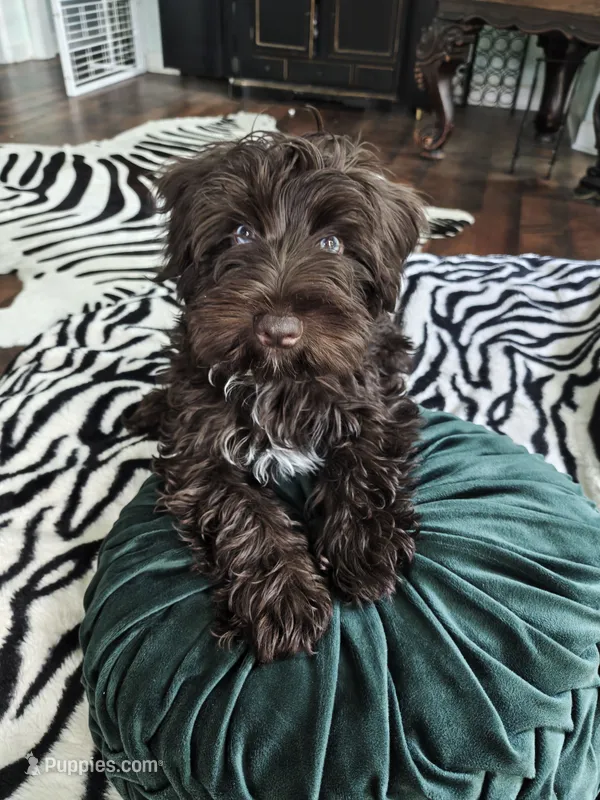 MILO AKC – Miniature Schnauzer puppy for sale in Marietta, GA