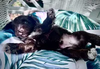 SAMSON , a male Miniature Schnauzer for sale in Marietta, GA – 2 of 3