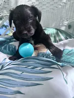 ELVIS, a male Miniature Schnauzer for sale in Marietta, GA – 3 of 3