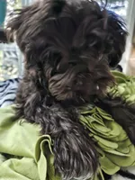 ELVIS AKC, a male Miniature Schnauzer for sale in Marietta, GA – 5 of 5