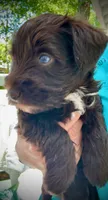 MILO, a male Miniature Schnauzer for sale in Marietta, GA – 2 of 3