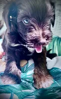 RUDY, a male Miniature Schnauzer for sale in Marietta, GA – 2 of 3