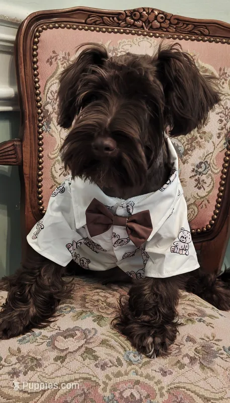 ELVIS AKC – Miniature Schnauzer puppy for sale in Marietta, GA