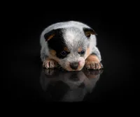 Peppy, a female Australian Cattle Dog for sale in Missouri, MO – Photo 1 of 4