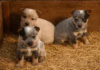 Peppy, a female Australian Cattle Dog for sale in Missouri, MO – Photo 2 of 4