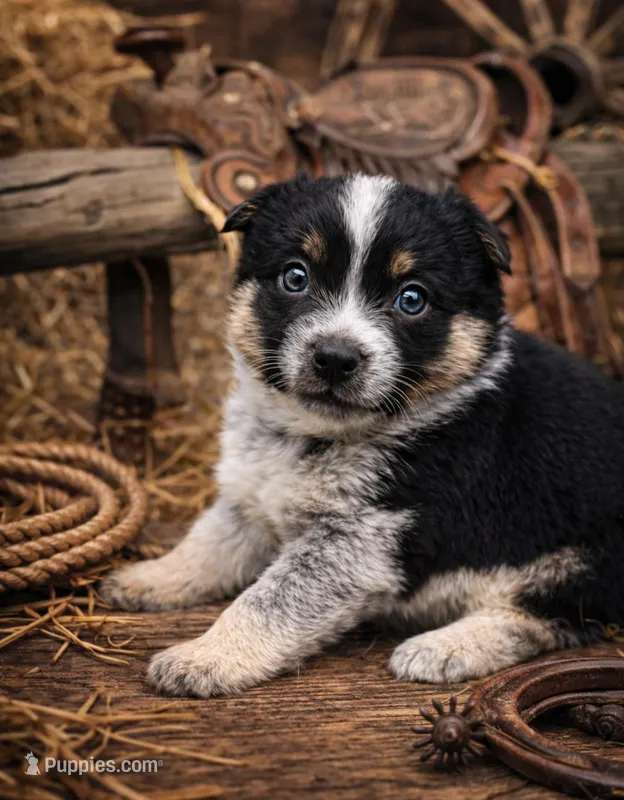 Layla – Australian Cattle Dog puppy for sale in Missouri, MO