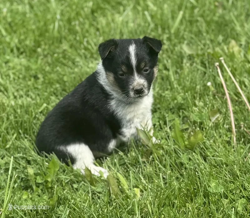Layla – Australian Cattle Dog puppy for sale in Missouri, MO