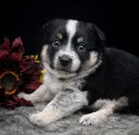 Layla, a female Australian Cattle Dog for sale in Missouri, MO – Photo 2 of 2