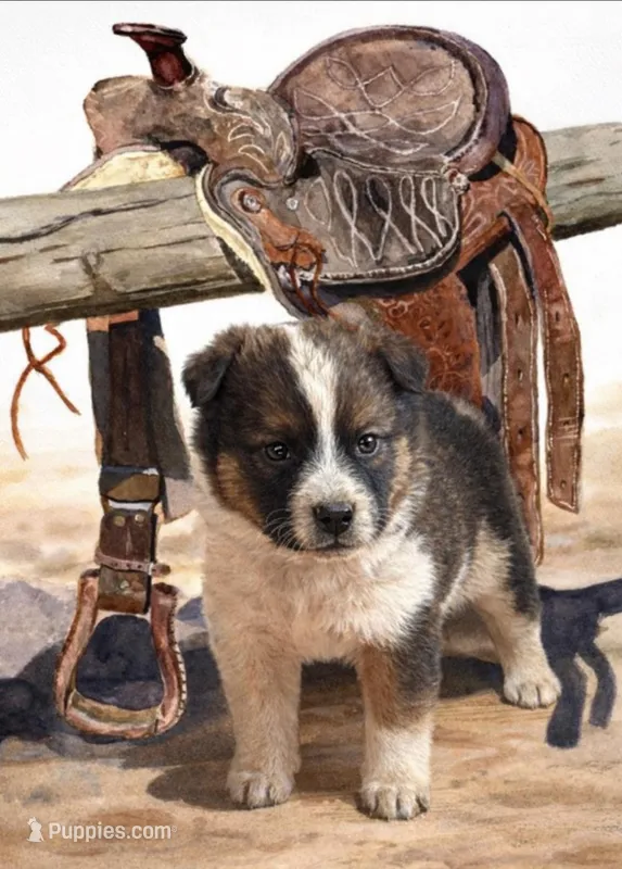 Ruby – Australian Cattle Dog puppy for sale in Missouri, MO