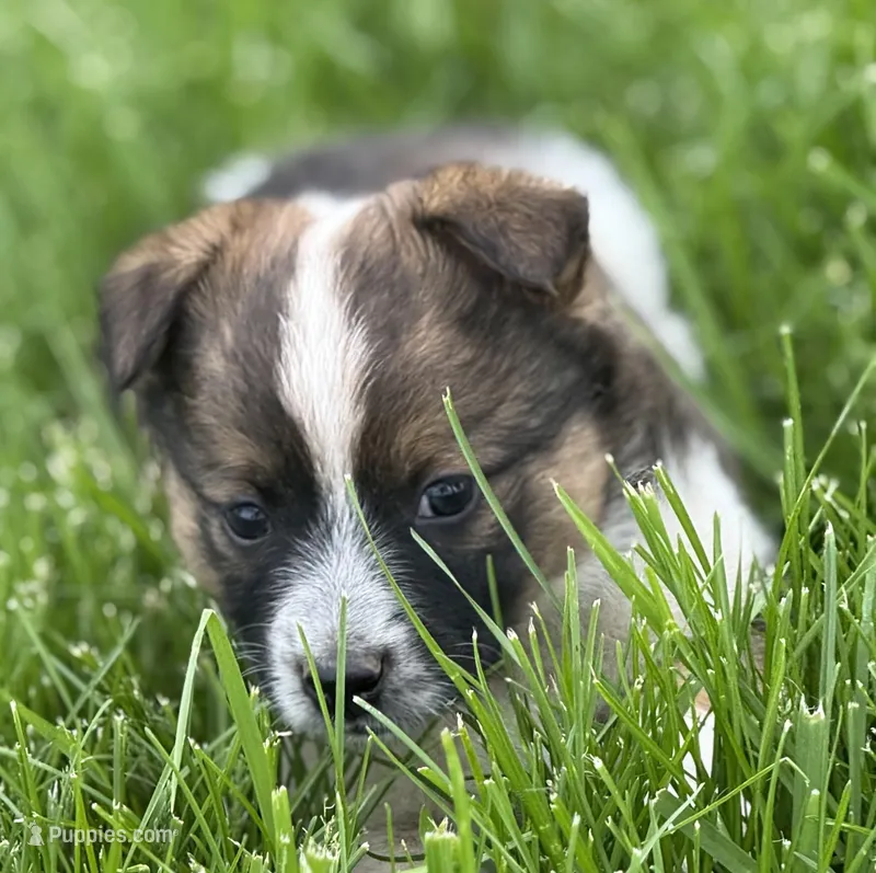 Ruby – Australian Cattle Dog puppy for sale in Missouri, MO