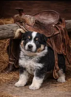 Misty , a female Australian Cattle Dog for sale in Missouri, MO – Photo 1 of 3