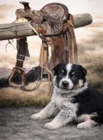 Misty , a female Australian Cattle Dog for sale in Missouri, MO – Photo 2 of 3