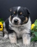 Missy, a female Australian Cattle Dog for sale in Missouri, MO – Photo 3 of 4