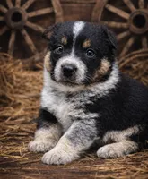 Missy, a female Australian Cattle Dog for sale in Missouri, MO – Photo 1 of 4