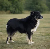 Missy, a female Australian Cattle Dog for sale in Missouri, MO – Photo 4 of 4