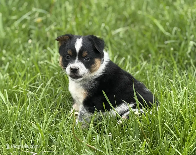 Missy – Australian Cattle Dog puppy for sale in Missouri, MO