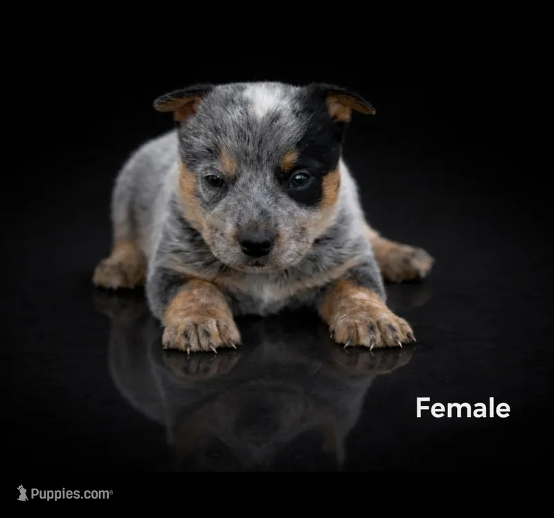 Skye – Australian Cattle Dog puppy for sale in Missouri, MO