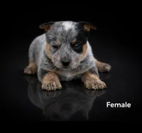Skye, a female Australian Cattle Dog for sale in Missouri, MO – Photo 1 of 4