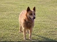 Skye, a female Australian Cattle Dog for sale in Missouri, MO – Photo 4 of 4