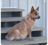 Skye, a female Australian Cattle Dog for sale in Missouri, MO – Photo 2 of 4